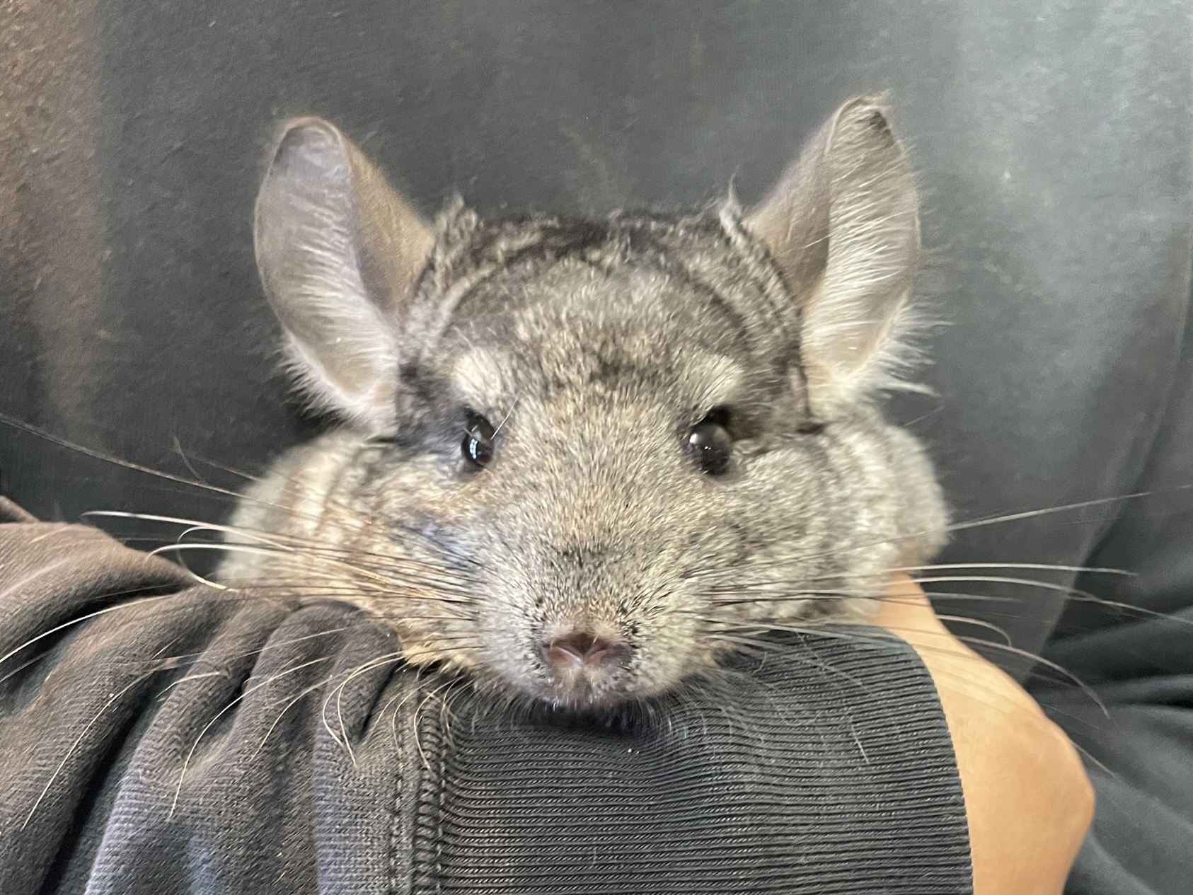 新着情報 | 【札幌市】エキゾチックアニマル・猛禽類専門店｜アニマル