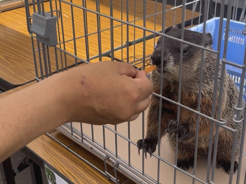 動物ふれあい体験