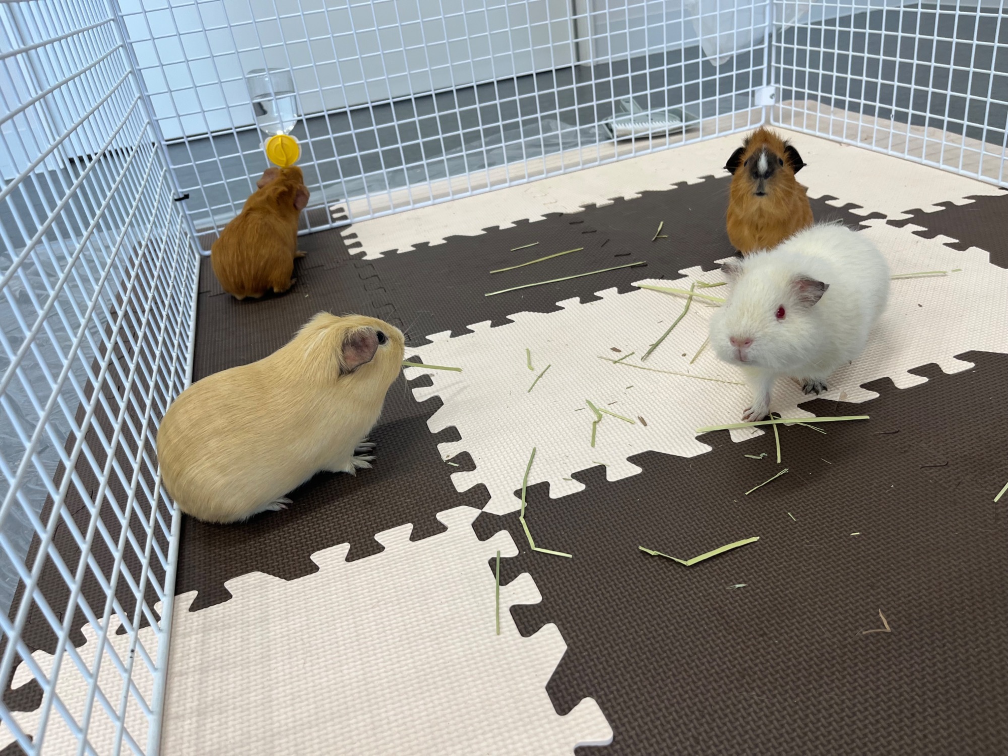 動物とのふれあい