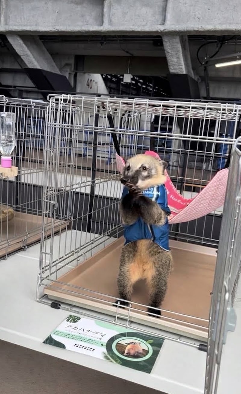 動物とのふれあい